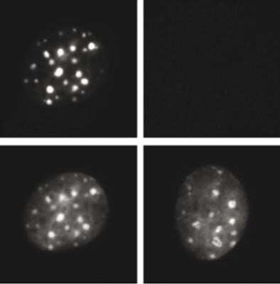 Immunofluorescence: Histone H3 [Trimethyl Lys9] Antibody [NBP2-54612]